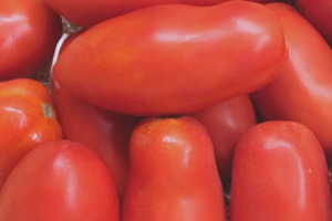 Variedad Tomate Pera