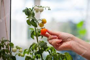 guia cultivo del tomate