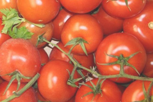 variedad tomate canario