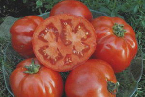 variedad tomate marglobe